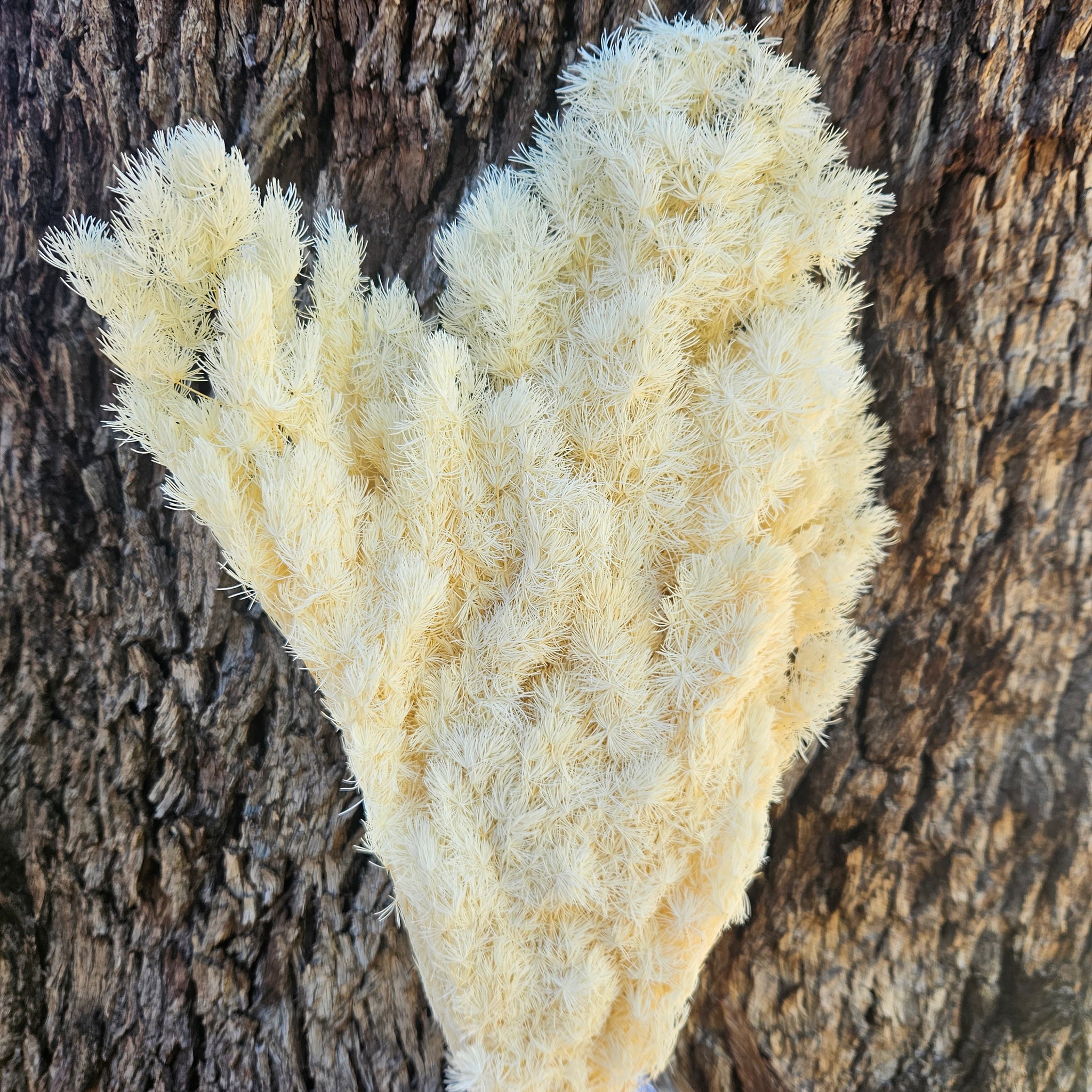 Ming Fern - Creamy Ivory