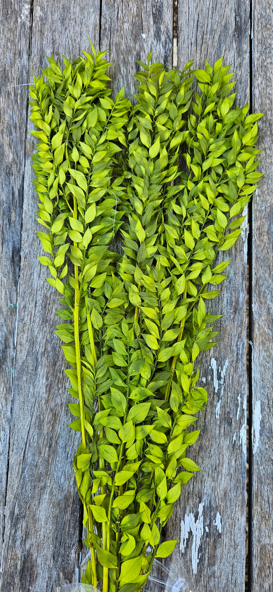 Ruscus Italian - Rich Olive Green