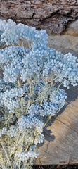 Rice flower - Soft Pastel Blue