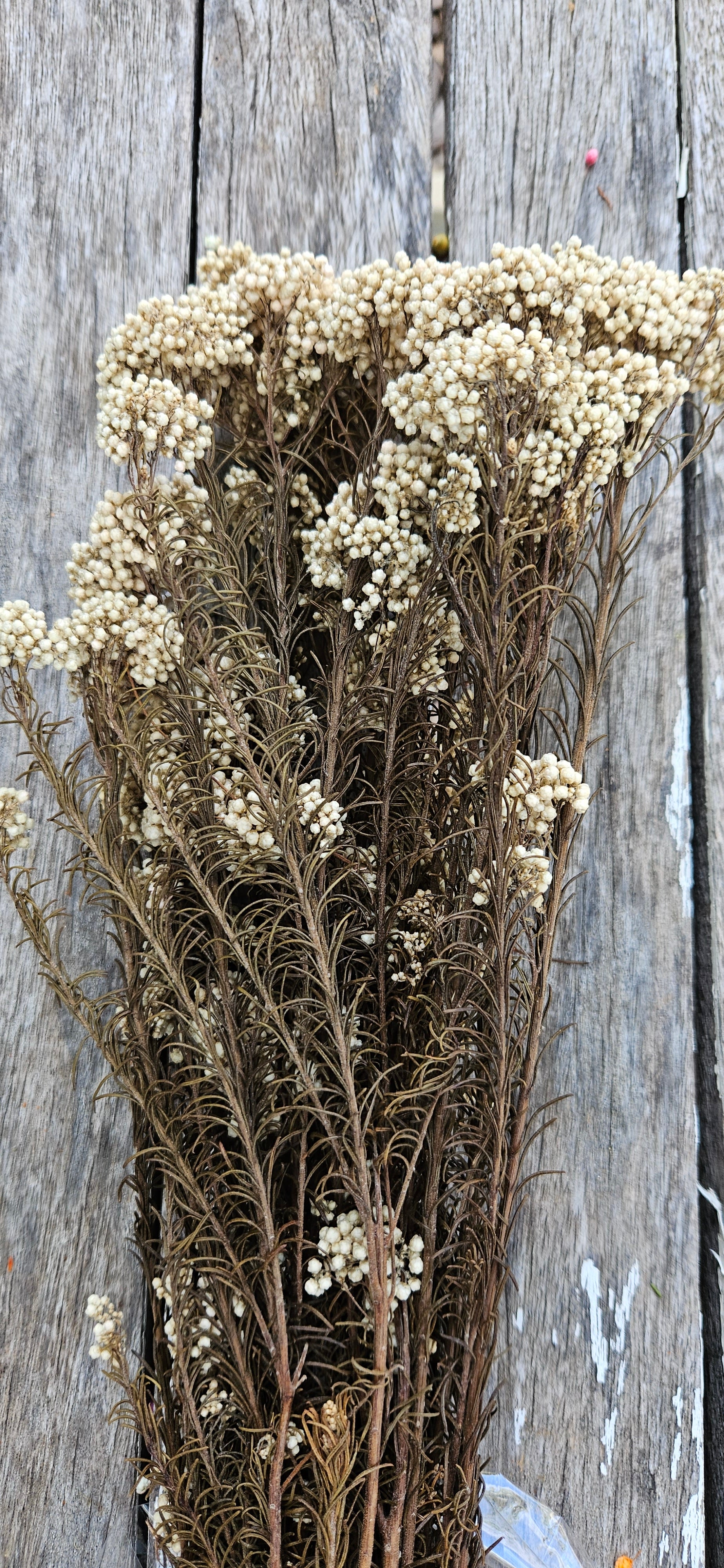 Rice flower - Natural – The Green Shed