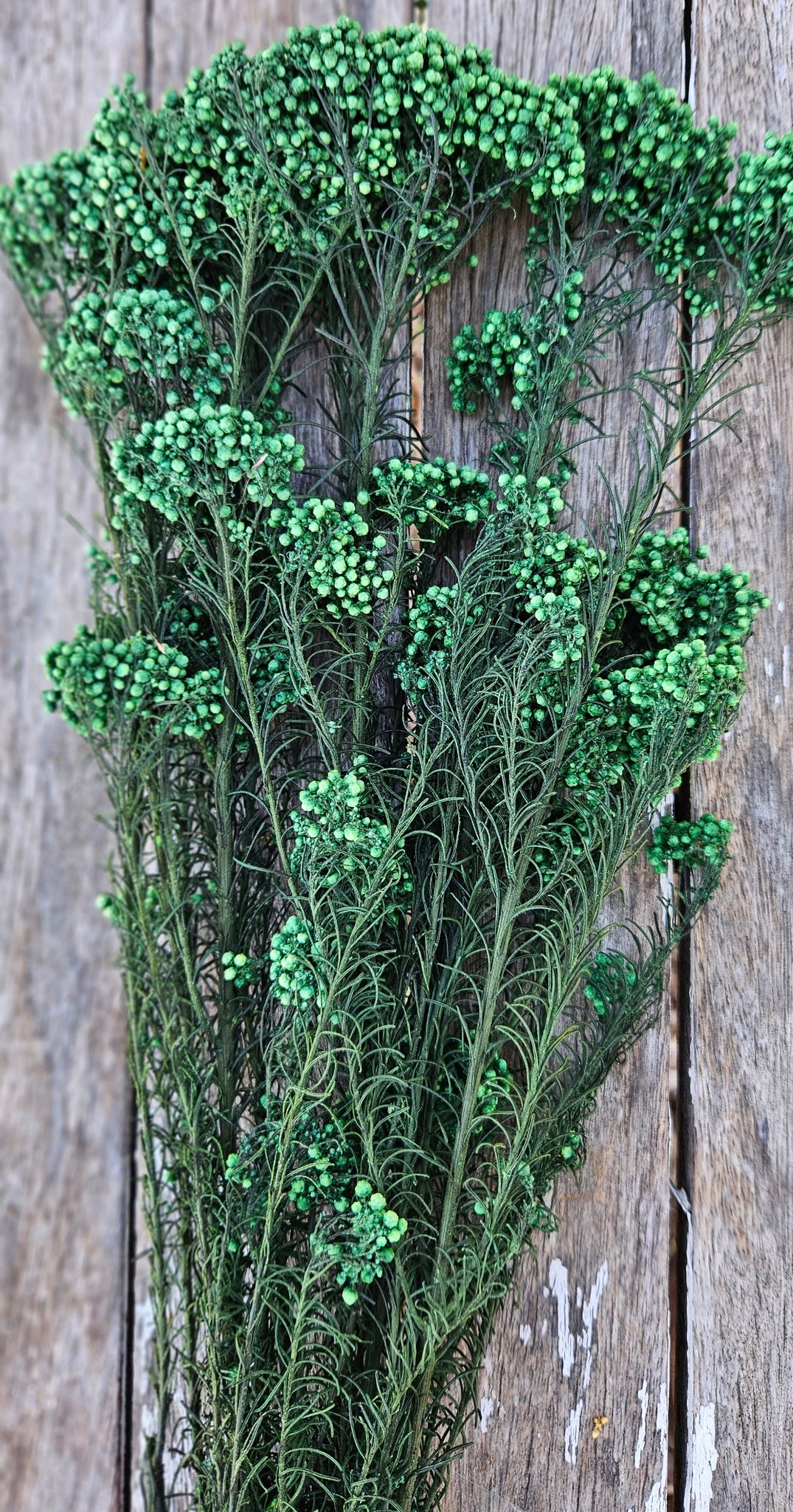Rice flower - Emerald Green