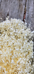 Clearance Baby’s Breath - Gypsophila Preserved - Mini Baby Breath - Bleached Ivory Creamy White