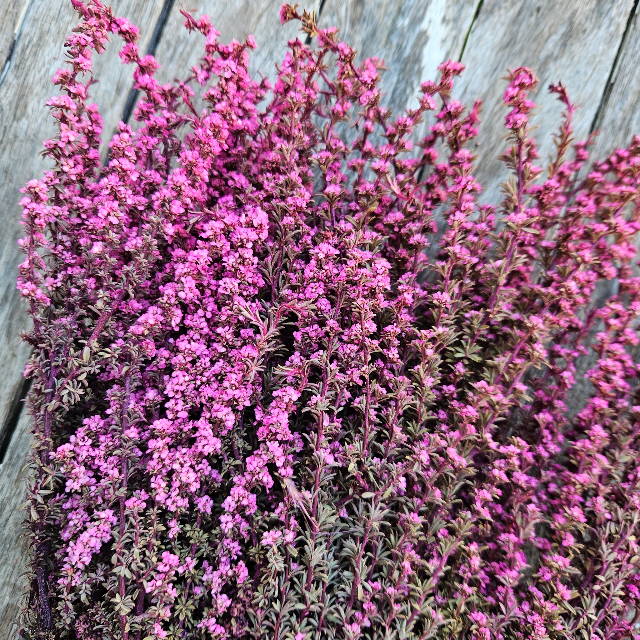 Tea Tree - Pretty Pink Tones