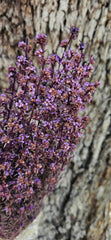 Tea Tree - Course - Lilac Purple
