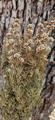 Tea Tree - Course - Natural White
