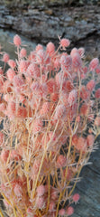 Sea Holly - Soft Pink