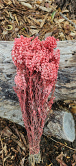 Sago Preserved - Rose Pink