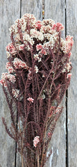 Rice flower - Natural/Red Stemmed