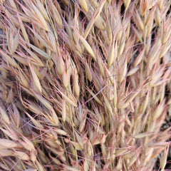 Wild Oats - Pink Pearl - DRIED