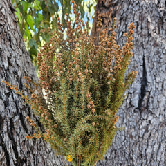 Tea Tree - Mini Course - Soft Orange