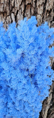 Ming Fern - Sky Blue