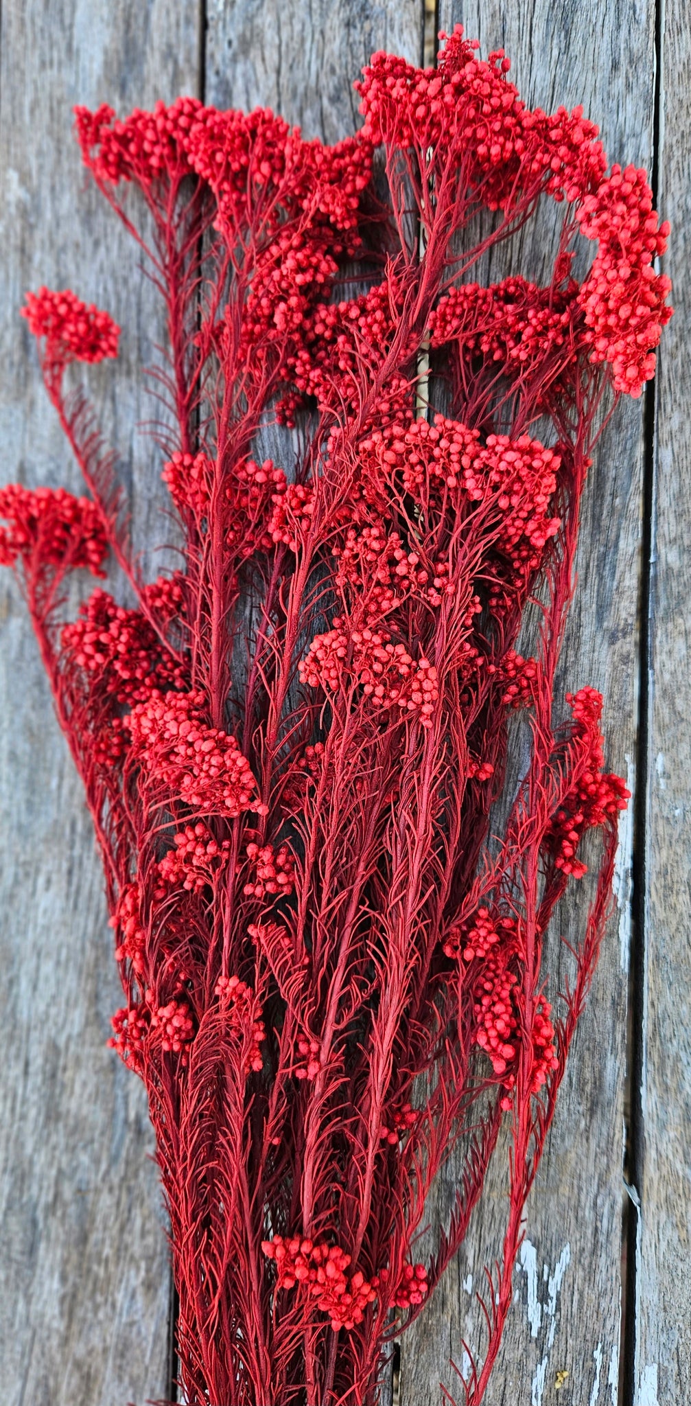 Rice flower - Ruby Red