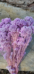 Rice flower - Pastel Lilac Purple