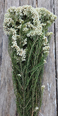 Rice flower - Natural/Green Stemmed