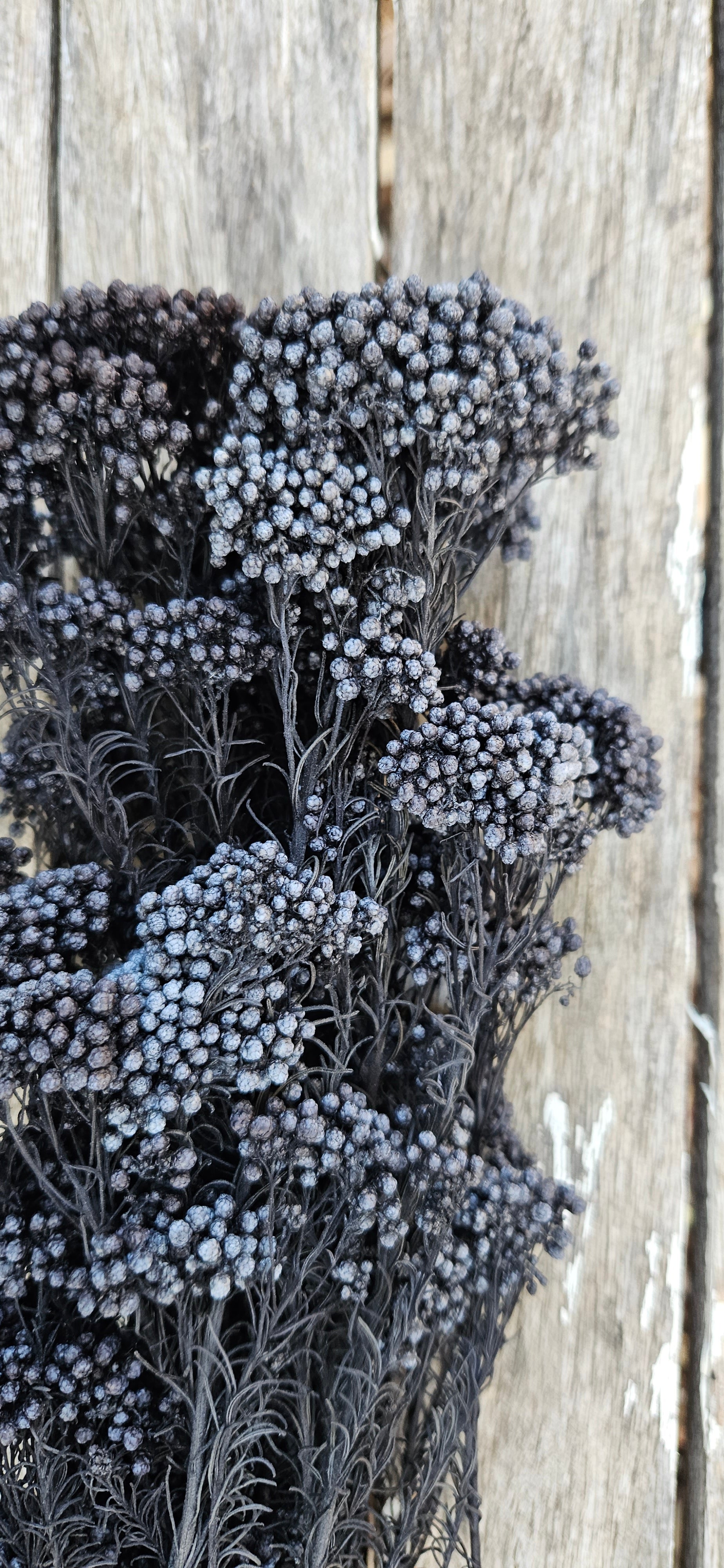 Rice flower - Charcoal Black – The Green Shed