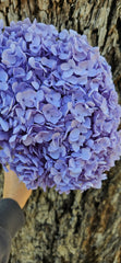 Hydrangea - Soft Lavender Purple ombre