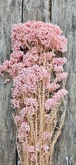 Rice flower - Soft Pink