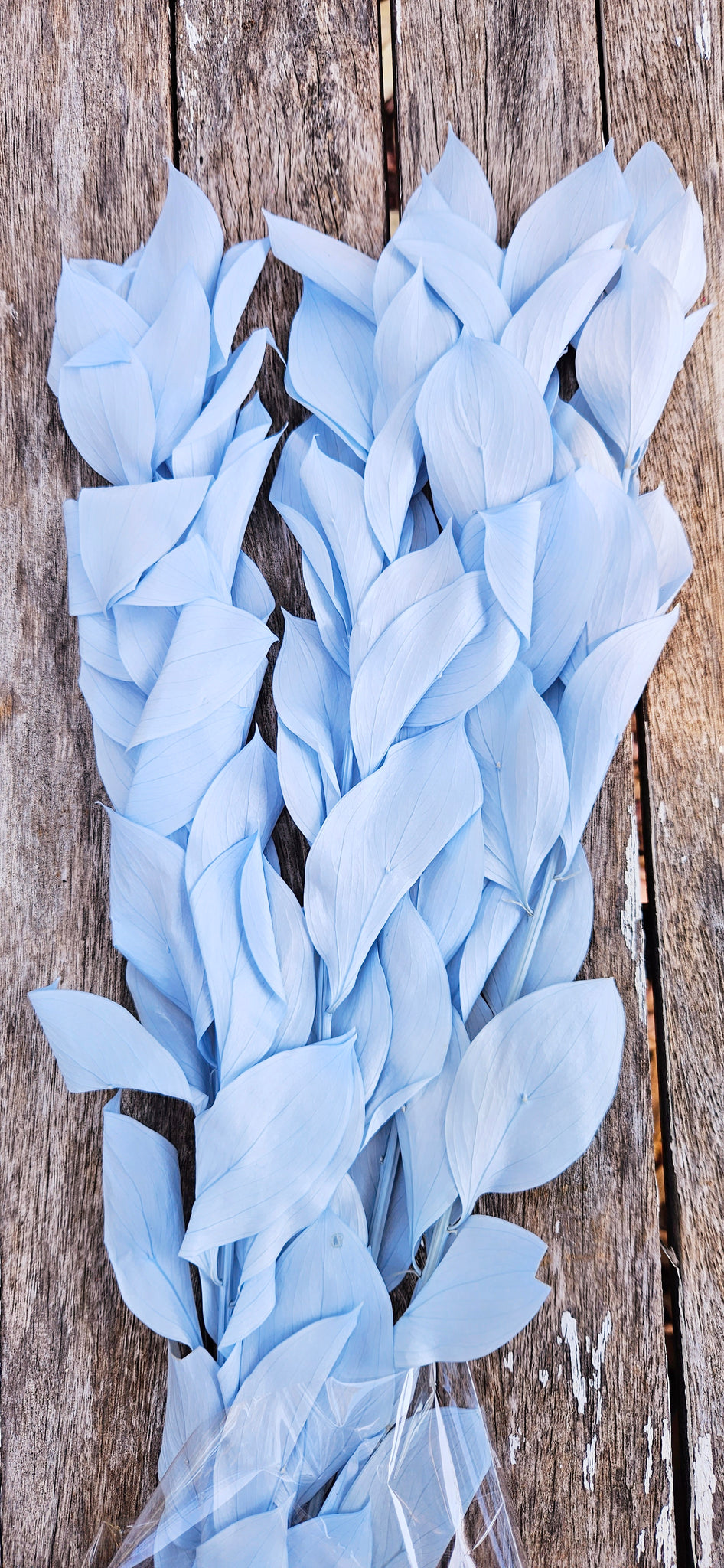 Ruscus - Israeli Large Leaf - Soft Blue