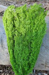Ming Fern - Grass Green