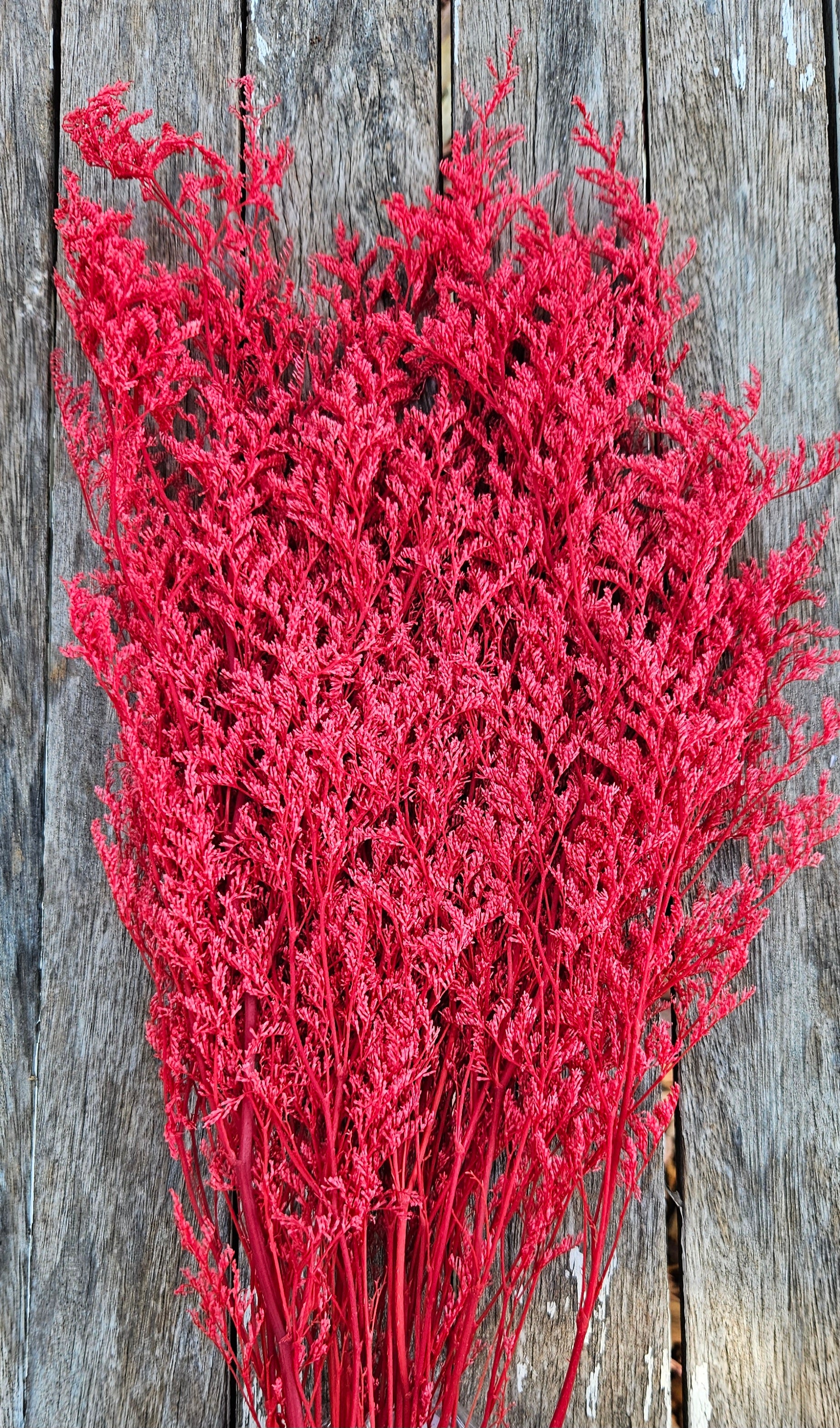 Limonium/Misty/Statice - Raspberry Red – The Green Shed