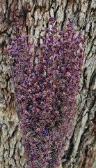 Tea Tree - Course - Lilac Purple