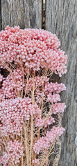 Rice flower - Soft Pink