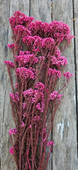 Rice flower - Sweet Pink Ombre Tones