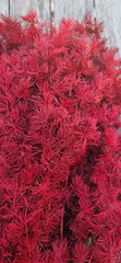 Ming Fern - Deep Burgundy Red
