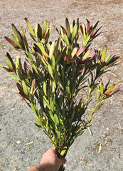 Leucadendron - Dried - Red & Green