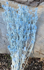 Sea Holly - Soft Blue