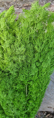 Ming Fern - Grass Green