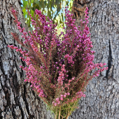 Tea Tree - Mini Course - Sweet Pink