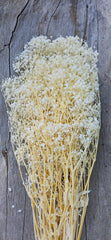 Clearance Baby’s Breath - Gypsophila Preserved - Mini Baby Breath - Bleached Ivory Creamy White