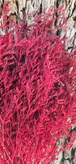 Limonium/Misty/Statice - Crimson Red