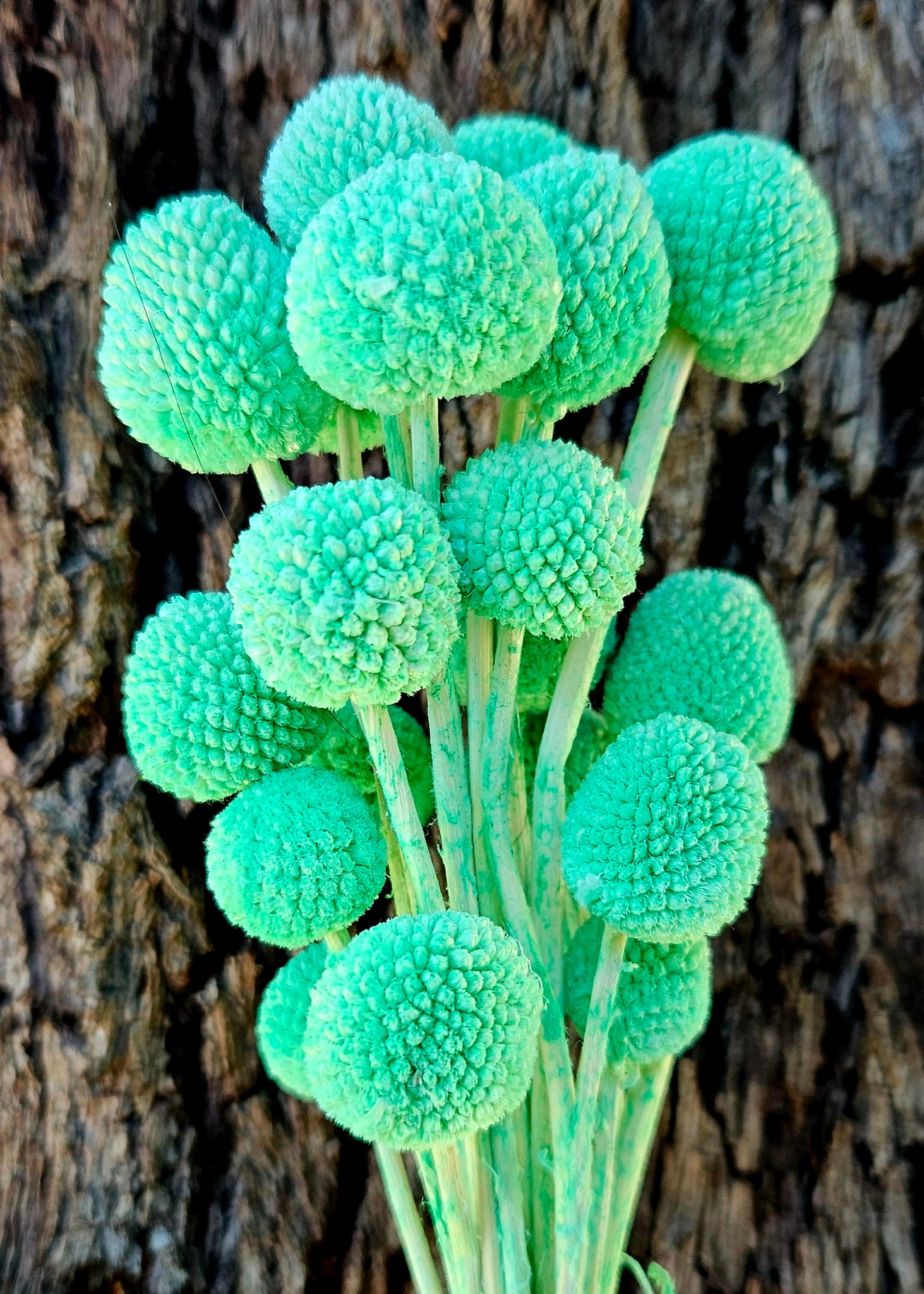 Clearance - Billy Buttons - Mint Green