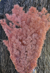Ming Fern - Dusty Pink