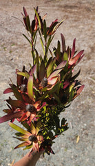 Leucadendron - Dried - Red & Green