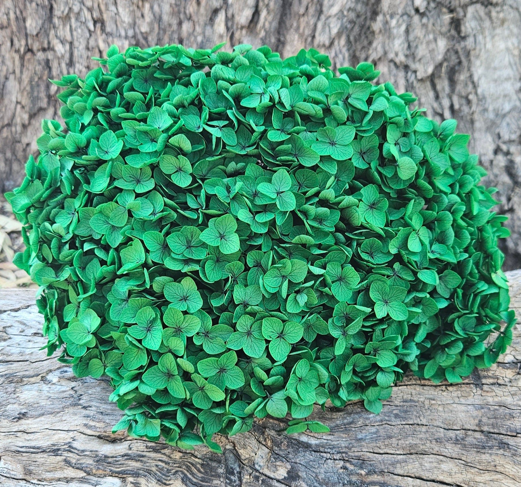 Hydrangea -  Christmas Green