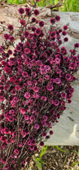 Stirlingia Flower - PRESERVED - Pink Burgundy