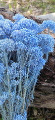 Rice flower - Pastel Blue