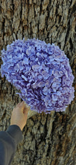 Hydrangea - Soft Lavender Purple ombre