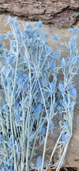 Sea Holly - Soft Blue