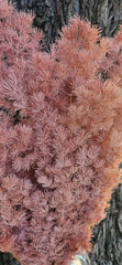 Ming Fern - Dusty Pink
