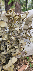 Gum - Eucalyptus -Preserved - Olive beige  - New Season