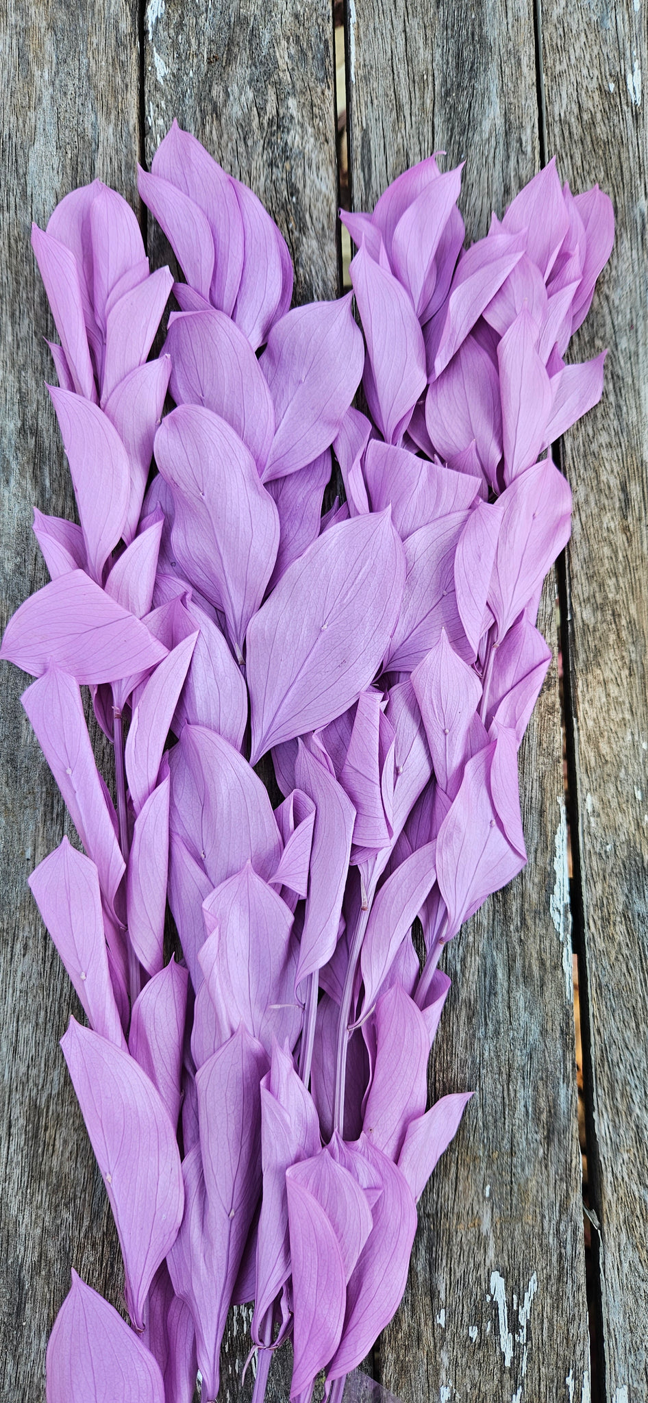 Ruscus - Israeli Large Leaf - Lilac Purple