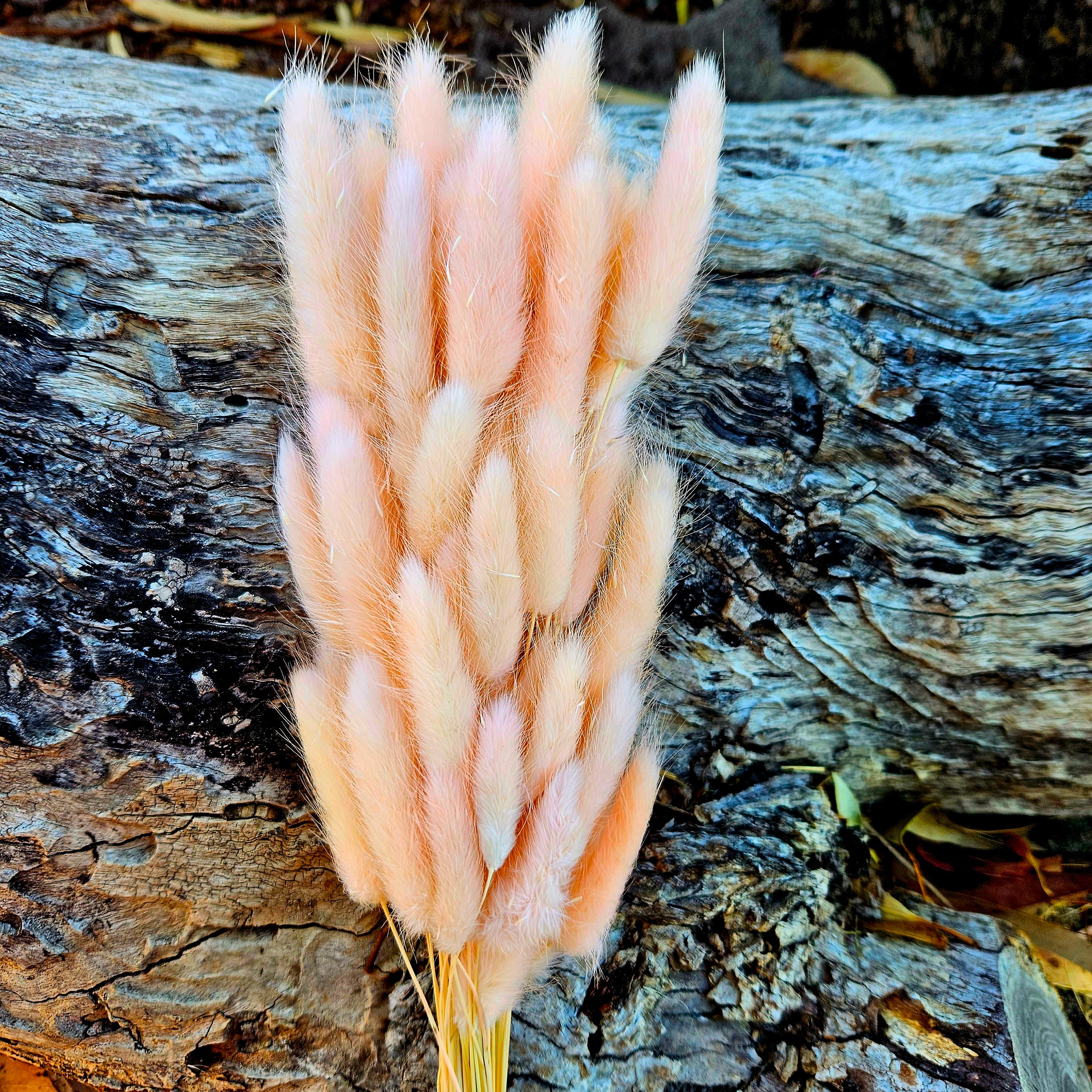 Bunny Tails/Pussy Tails - Champagne Pink – The Green Shed
