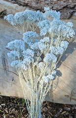 Rice flower - Soft Pastel Blue