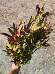 Leucadendron - Dried - Red & Green
