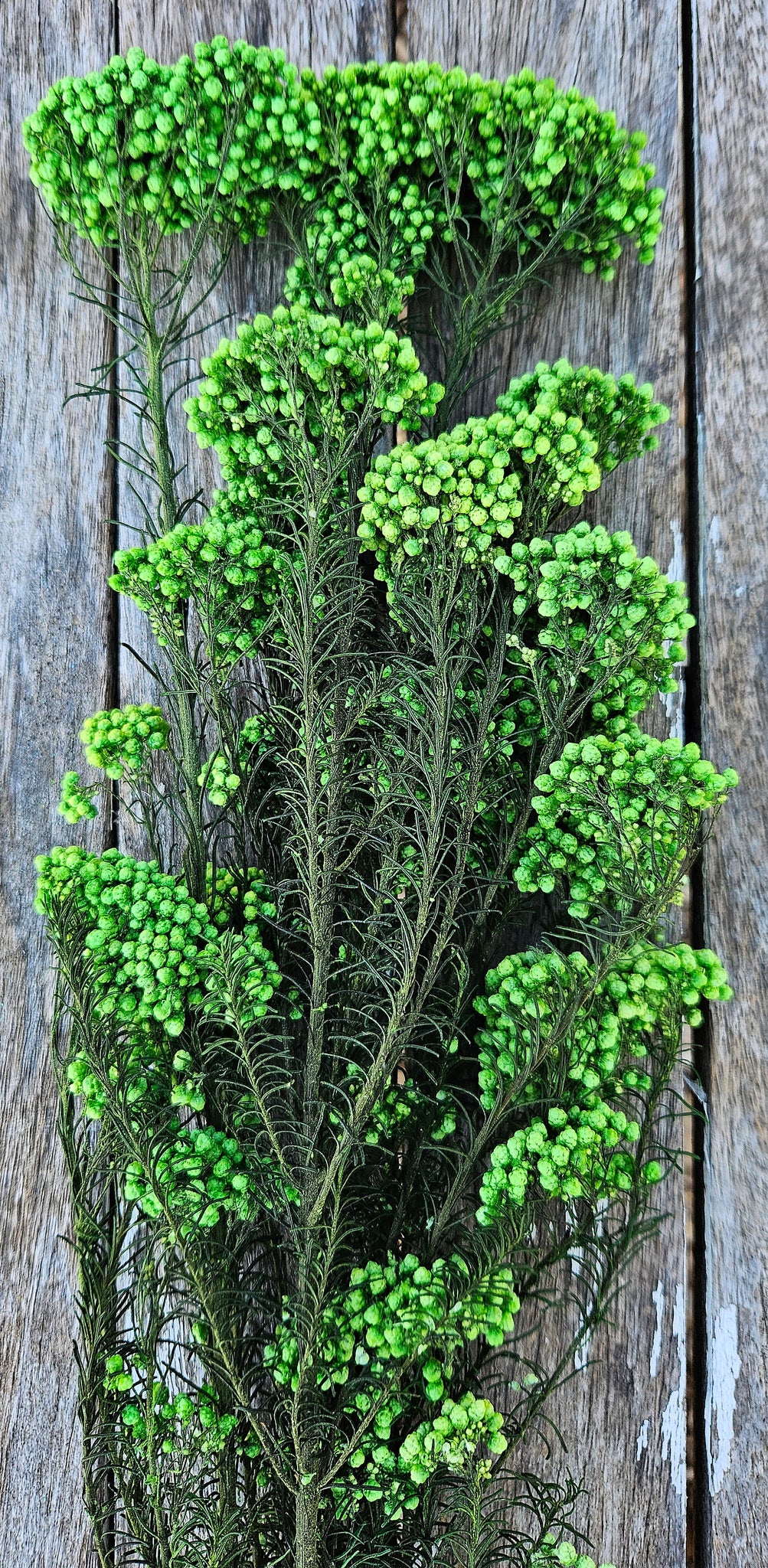 Rice flower - Rich Green Tones