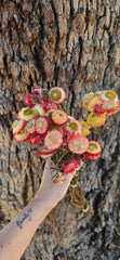 Everlastings/Straw Flowers - Coral Pink Pastel Yellow